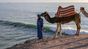 gita cammello scoprire surfspot marocco